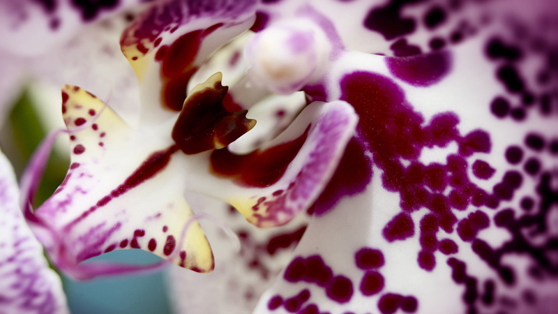 sweet, pink, dairy product, plate, confectionery, decoration, yellow, strawberry, dinner, meal, sugar, vulnerability, beauty in nature, tasty, inflorescence