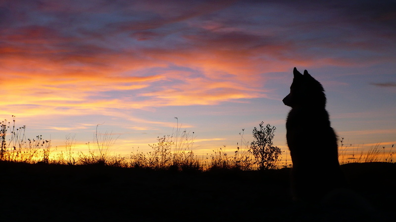 nature, golden, grass, pets, wolf, animal, beauty in nature, non-urban scene, profile dog, plant, cloud - sky, land, hour, real people, sunset, sky, sits