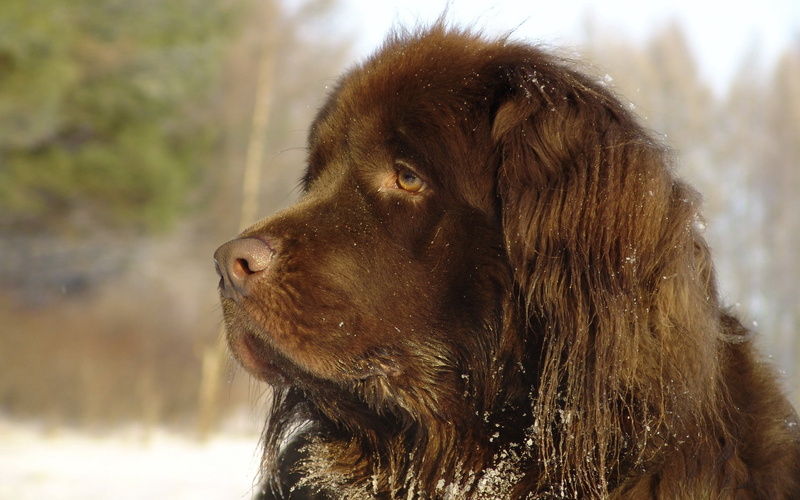 mammal, domestic, snow, puppy, looking away, purebred Dog, dog, one Animal, animal Head, friendship, irish Setter, fur, outdoors, nature, canine, big, vertebrate