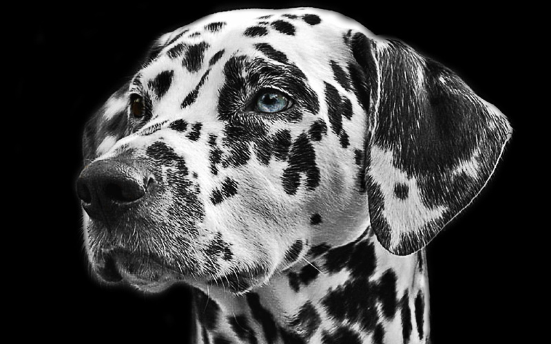 dog, stains, pet, animal, dalmatian, black and white, black, fur, head, 1080P, white, dog head