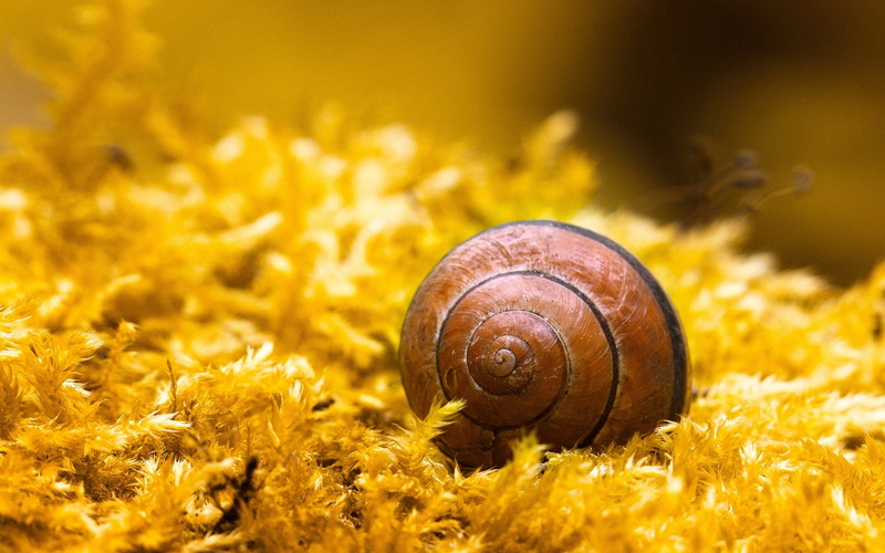 no People, shell, mollusk, color Image, grass, nature, close-up, invertebrate, one animal, animal Shell, green Color, yellow, brown, crawling, sphere, animal themes