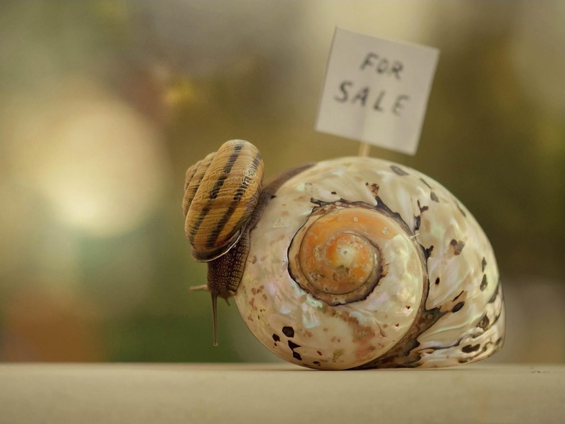animals, snail, snail shell, sale, funny, shell, 1080P