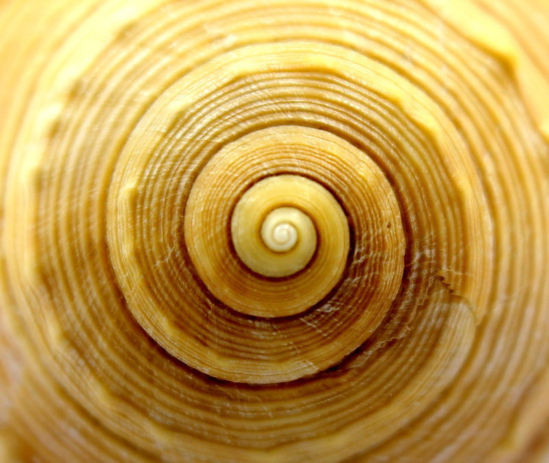 circle, yellow, snail shell, swirl, brown, pattern, design, tree ring, snail, selective focus, concentric, shape, 1080P, sea, beauty in nature, natural pattern