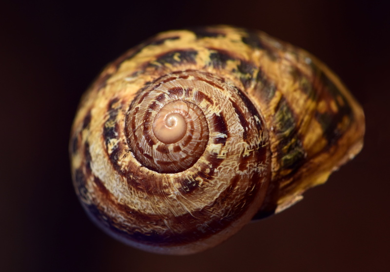 photography, brown, natural pattern, animal wildlife, decorative, selective, 4K, shell, studio shot, animal, invertebrate, snail shell, one animal, no people