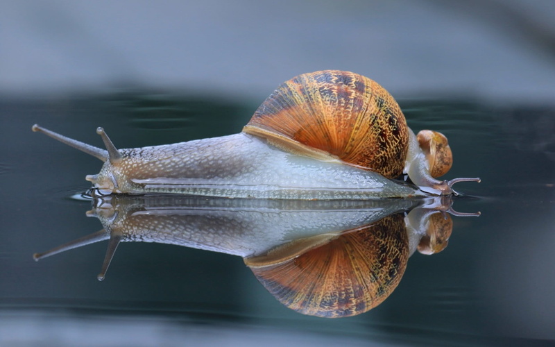 marine, reflection, macro, nature, water, focus on foreground, animal wildlife, close-up, invertebrate, day, animal shell, animal antenna, animals in the wild