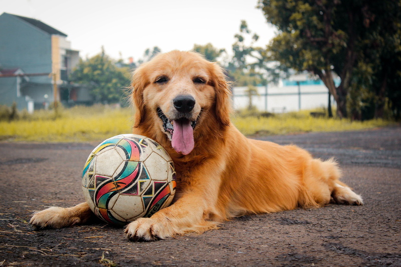 dog, nature, soccer, no people, relaxation, mouth open, ground, 4K, team sport, vertebrate, puppy, bokeh, sports, football, domestic, team, animal mouth