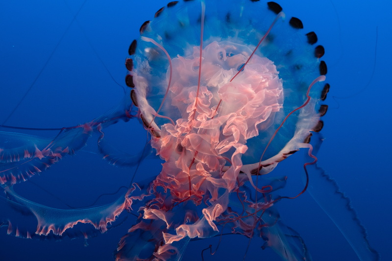 sealife, aquarium, underwater, wild, animal themes, water, no people, colorful, bright, 5K, marine, ca, invertebrate, animals in captivity, animal wildlife