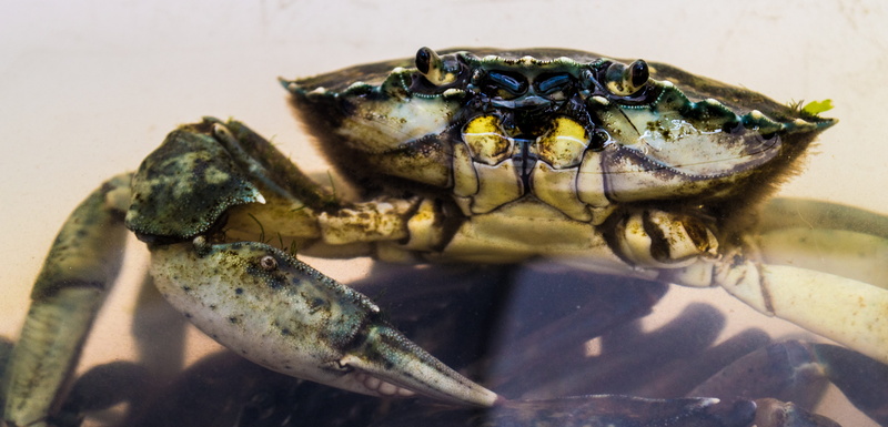 no people, mølleparkvej 63, animal head, fish, nature, animals in the wild, close up of crab, sea, eye, claw, seashell, animal body part, lobster, denmark