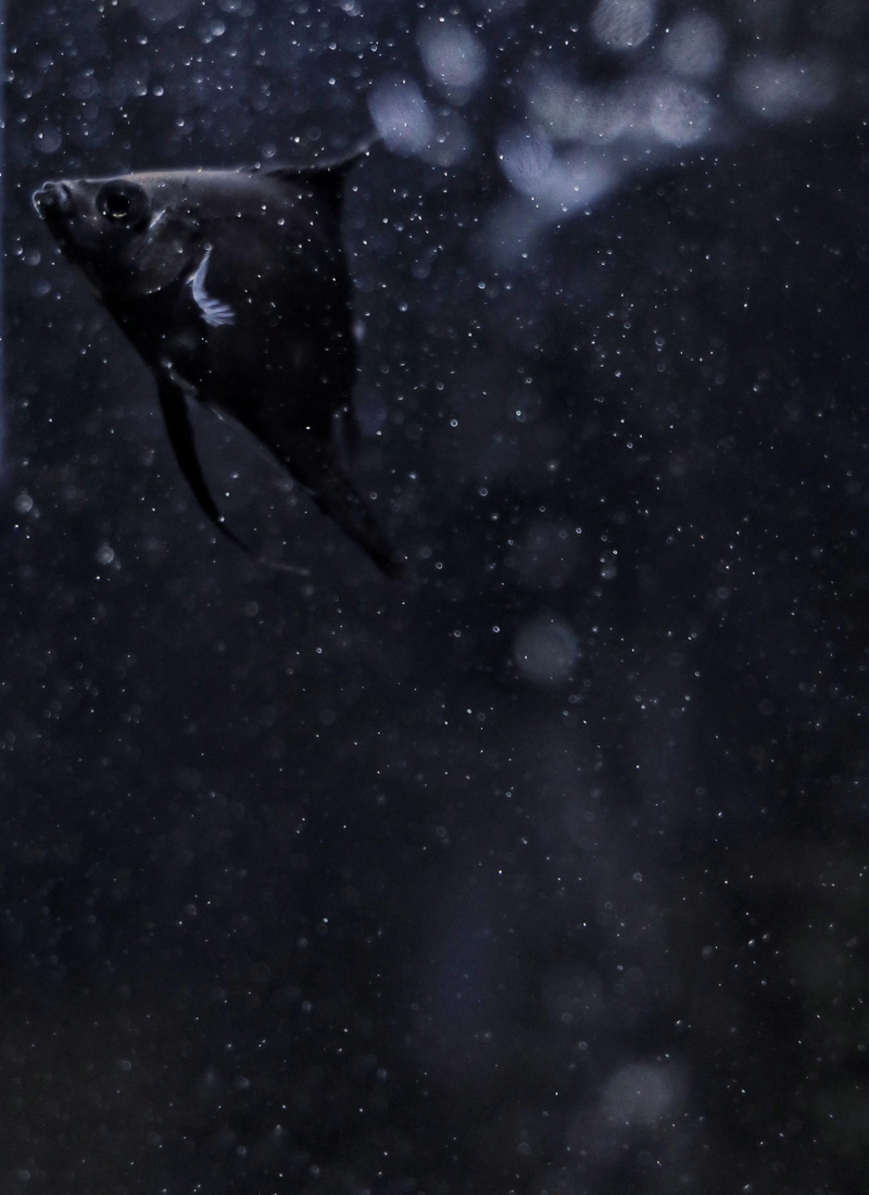 seagull, mammal, beauty in nature, black, space, no people, astronomy, 2K, animal wildlife, fish, outdoors, crystal, scenics - nature, nature, galaxy