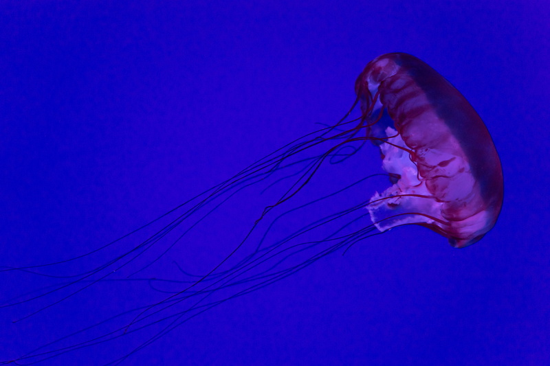 no people, water, person, aquarium, blue, animal, invertebrate, one animal, aquatic, marine, jellyfish, undersea, poisonous, swimming, canada, seashell