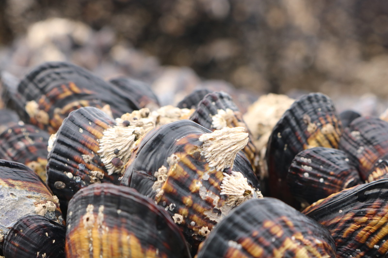 seashell, snake, aquatic, food, textured, animal wildlife, reptile, still life, nature, focus on foreground, no people, abundance, money, shell, large group of objects