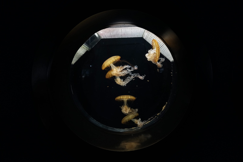 studio shot, fish, indoors, mammal, nature, jellyfish, sponge animal, sea, marine, medooza, pet, animals in the wild, invertebrate, directly above, swimming