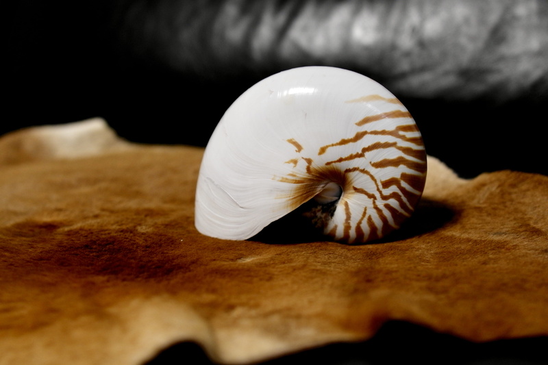 finger, water, animal shell, 5K, food, studio shot, mixing bowl, indoors, moth, shell, shanghai, butterfly, no people, aquatic, china, pearly nautilus