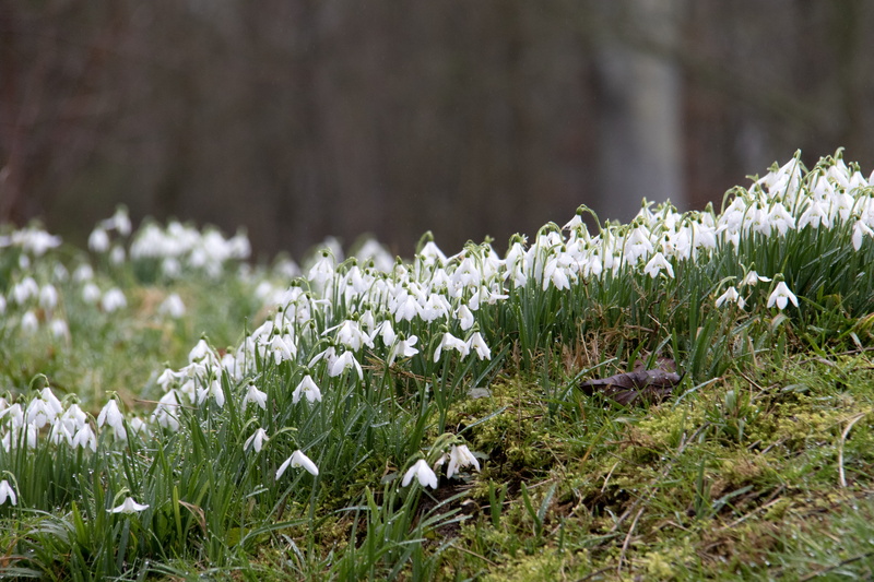 growth, tree, daytime, kingston lacy, flowering plant, freshness, focus on foreground, white color, u.k., vulnerability, wimborne, amaryllidaceae, flower