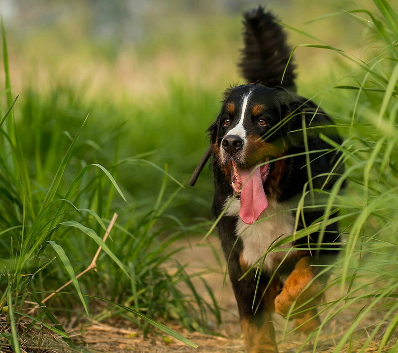 animal tongue, mouth open, 720P, pets, portrait, small, grass, green color, mammal, no people, facial expression, animal head, animal body part, protruding