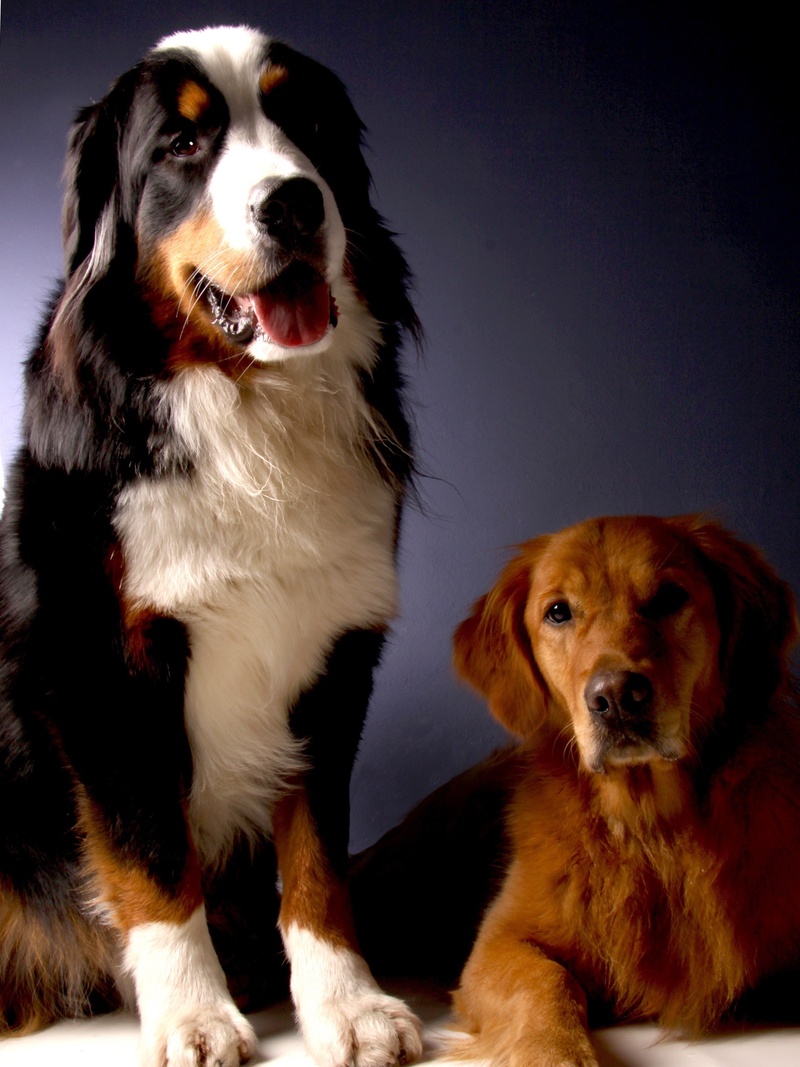 vertebrate, golden retriever, dog, looking at camera, canine, portrait, animal, good, domestic, mammal, no people, 2K, indoors, sitting, one animal, standing