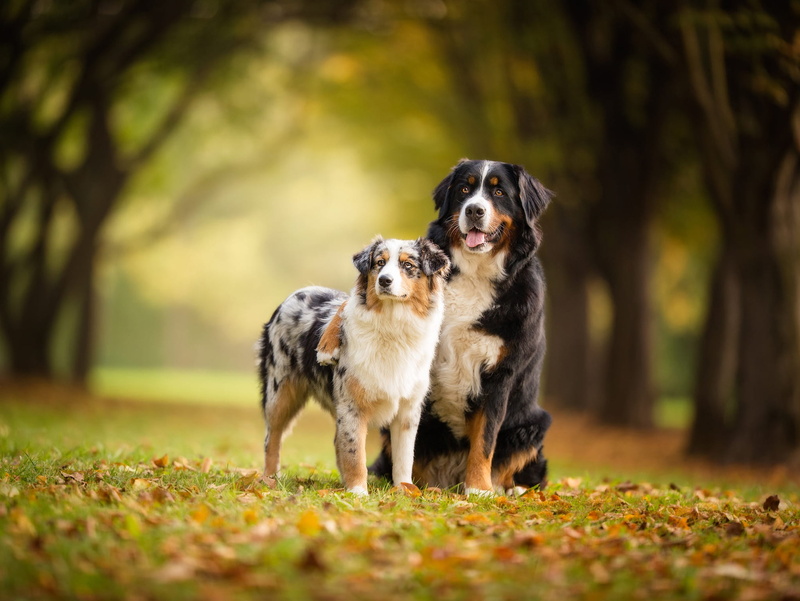 Bernese Mountain Dog, 1080P, Australian Shepherd, Pet, Dog, Dogs