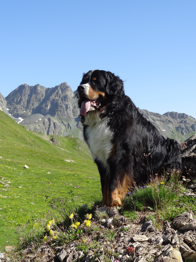 canine, bernese mountain dog, no people, mountains, pets, mountain, vertebrate, one animal, nature, domestic, domestic animals, field, outdoors, clear sky