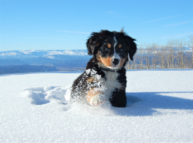 animal, dog, puppy, bernese, snow, 1080P, cute, mountain, winter