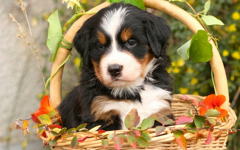 puppy, one Animal, green Color, looking, border collie, pets, animal head, bernese Mountain Dog, mammal, animal themes, plant, purebred Dog, friendship