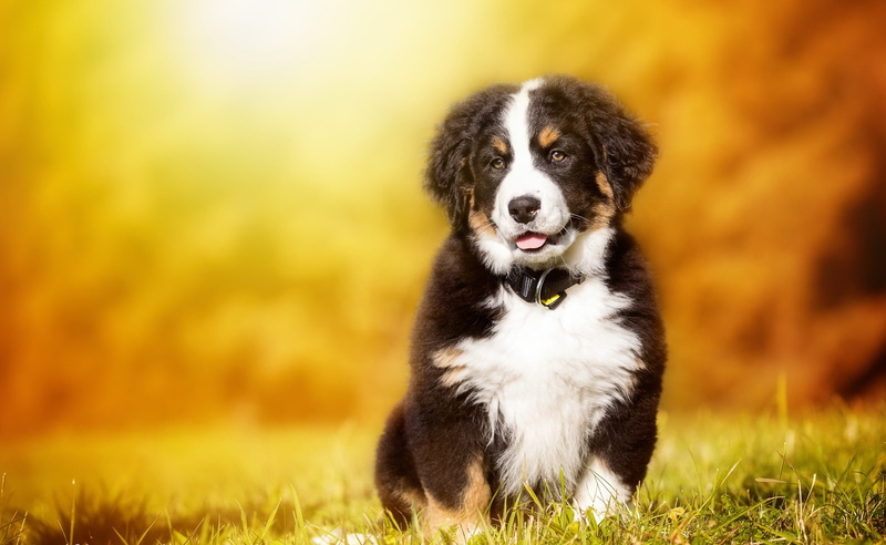 1080P, Dogs, Dog, Puppy, Sennenhund, Baby Animal, Bernese Mountain Dog