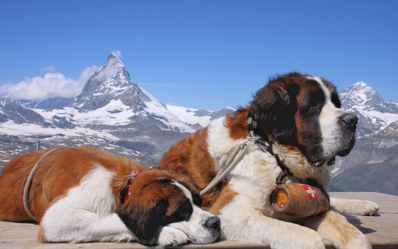 lying, winter, mountains, 1080P, sky, mountain, animal themes, domestic animals, animal, nature, mammal, relaxation, near, pets, prone, white, red, saint
