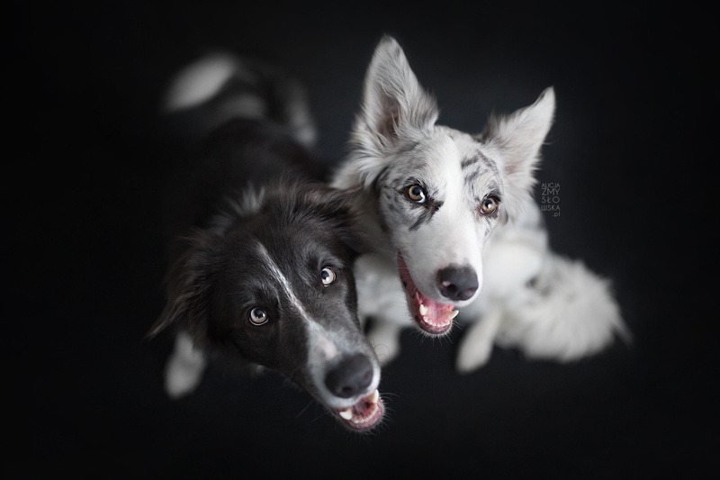 mammal, purebred dog, animal, animals, animal body part, pets, canine, animal themes, domestic animals, domestic, animal head, looking at camera, indoors