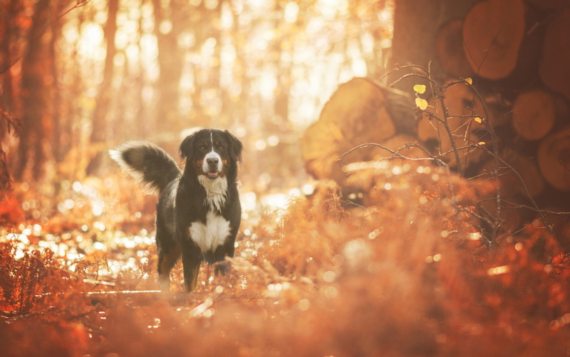 Dogs, 1080P, Bernese Mountain Dog