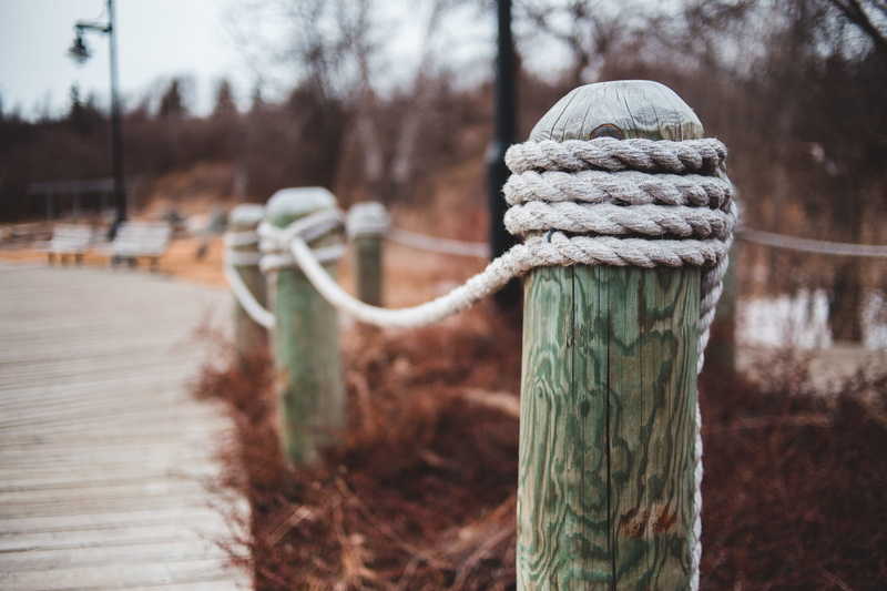 waterfront, animal, focus on foreground, post, pattern, wood - material, wooden, bluebird, ropes, bird, wooden post, port, wood, pier, ice, nature, tree