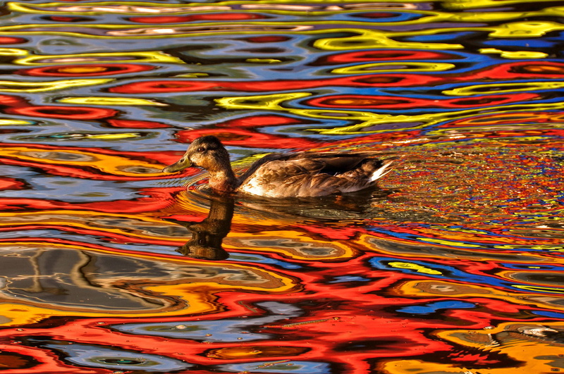 colorful, one animal, day, swimming, waterfront, animal, duck, rippled, trippy, bird, animal themes, animal wildlife, multi colored, photo manipulation