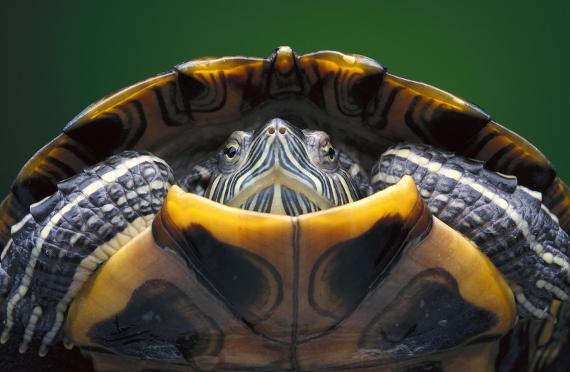 no people, animal themes, colored background, brown, Slider, Hispaniolan, reptile, animal head, studio shot, tortoise shell, mouth open, tortoise, underwater