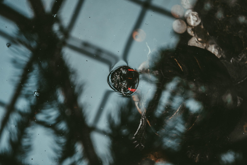 nature, reflection, drop, purity, close-up, winter, turtle, shadow, pond, window, day, motion, rain, christmas, high angle view, transportation, outdoors
