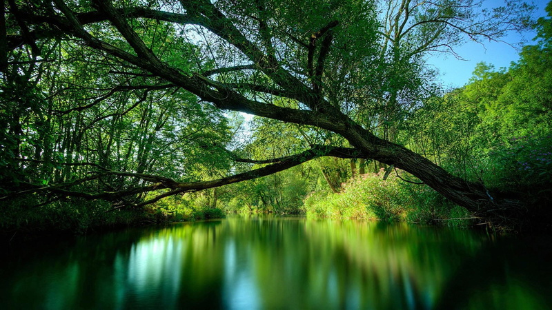 cool, desktop, nature, shroud, computer, flora, 2K, backgrounds, background