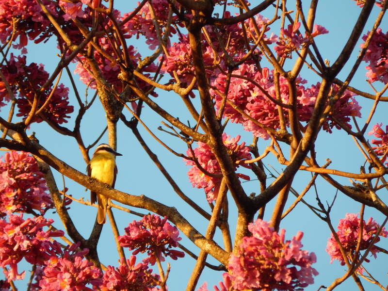 bem-te-vi, sky, ipê, pink color, flowers, nature, springtime, birdie, yellow bird, blossom, ipê-rosa, bird, branch, flower, brazil, animal, growth, ipê-purple