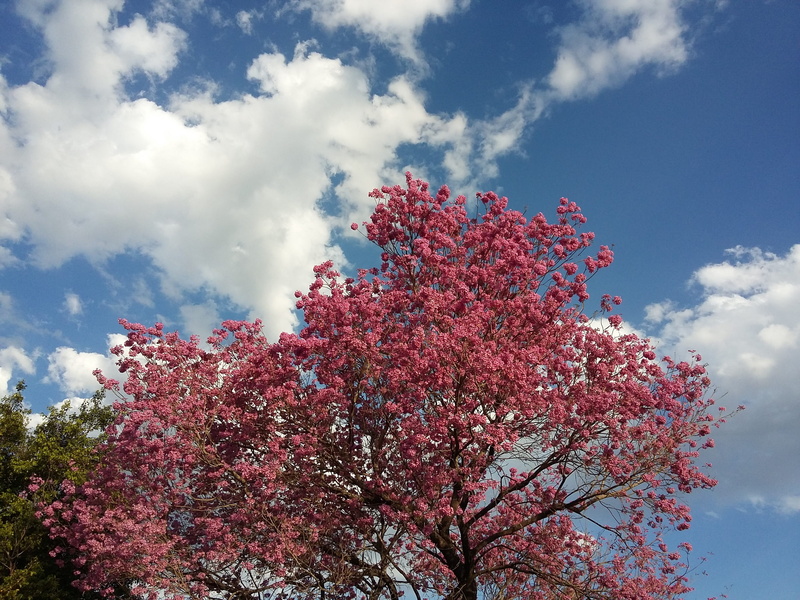growth, pink, flower, flowery branch, Reconquista, freshness, flowers, 2K, cloud - sky, wild, fragility, plant, nature, spring, flora, blossom, beauty in nature