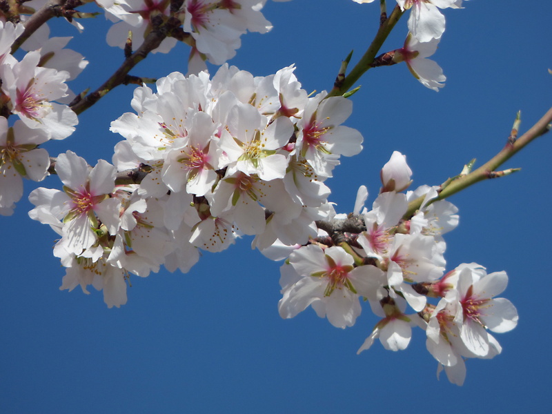 4K, flower head, flowering, cherry blossom, petal, nature, flower, outdoors, almond tree, spring, twig, cherry tree, blossom, growth, white color, springtime