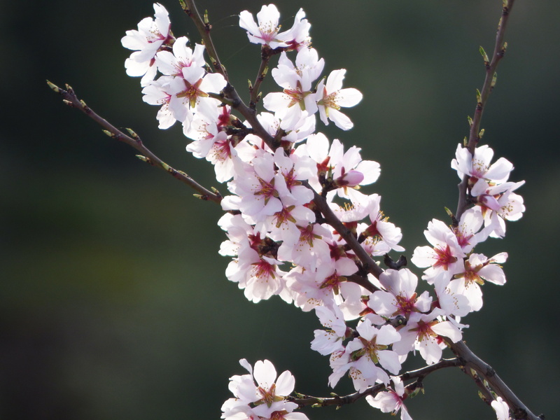 growth, branch, blossom, vulnerability, flowery branch, pink color, pollen, nature, close-up, almond flower, freshness, plum blossom, florir, almond tree in blossom