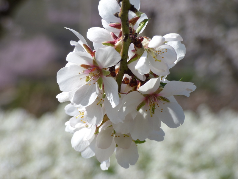 blossom, bunch of flowers, plant, no people, fragility, growth, flower, 4K, freshness, close-up, almond tree, flowering plant, branch, white color, florir