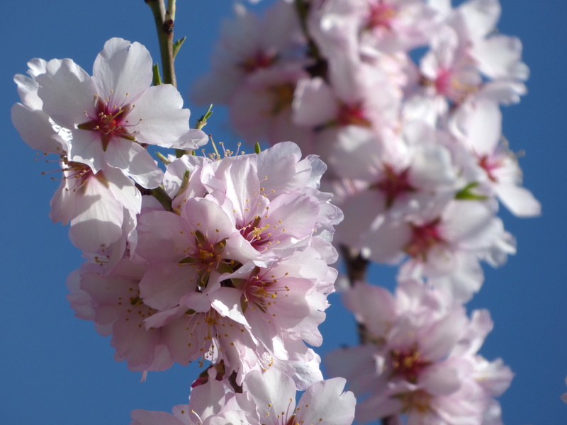 almond tree in blossom, beauty in nature, cherry blossom, close-up, pink color, day, growth, tree, nature, pollen, flowery branch, sky, vulnerability, fragility