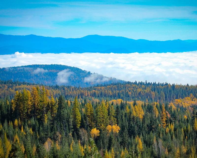 natural, remote, pine tree, nature, washington, plant, pend oreille county, landscape, mountain, tranquil scene, land, non-urban scene, scenics - nature