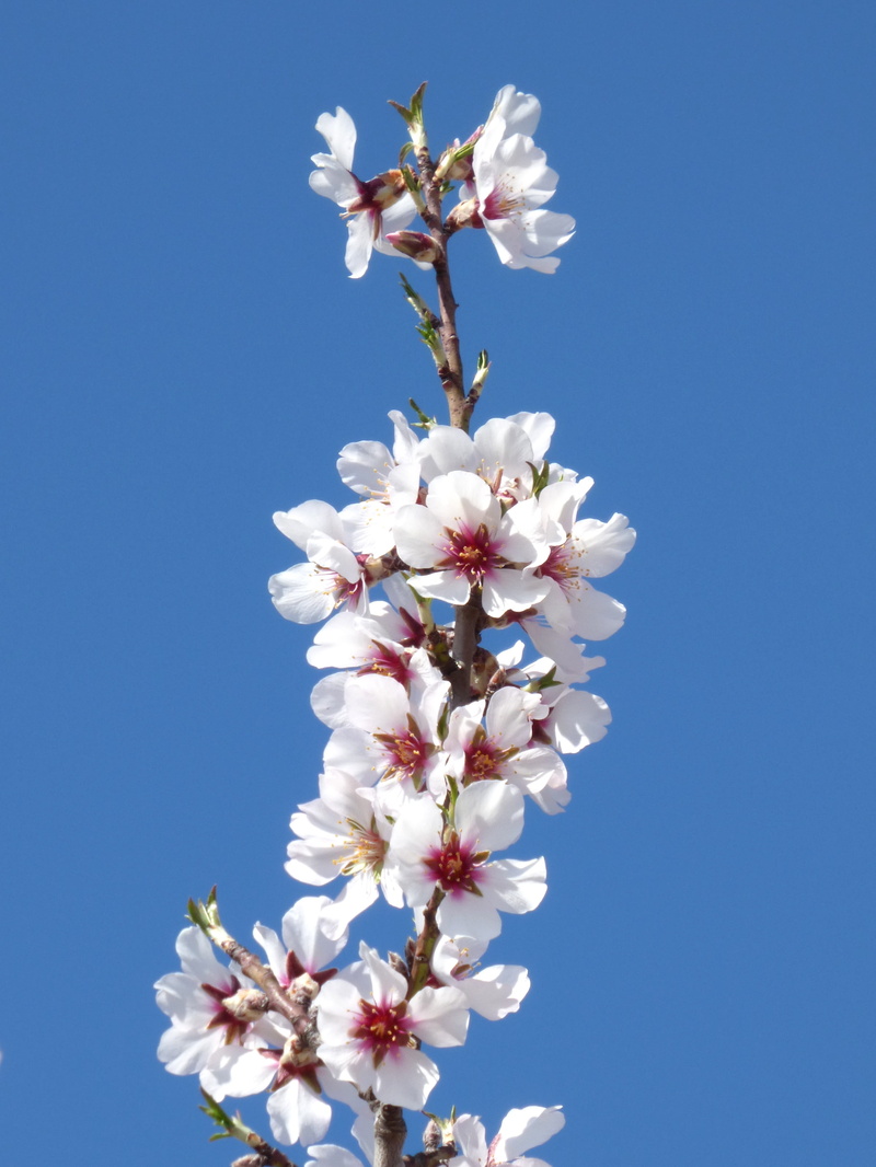 sky, clear sky, 2K, cherry tree, flower, growth, almond tree, inflorescence, freshness, low angle view, flowery branch, blossom, cherry blossom, flowering