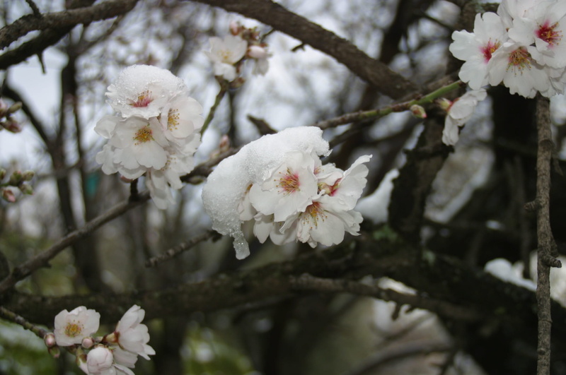 almond tree, softness, vulnerability, 1080P, pollen, close-up, february, almond tree nature, focus on foreground, flowery, outdoors, cherry blossom, flowering