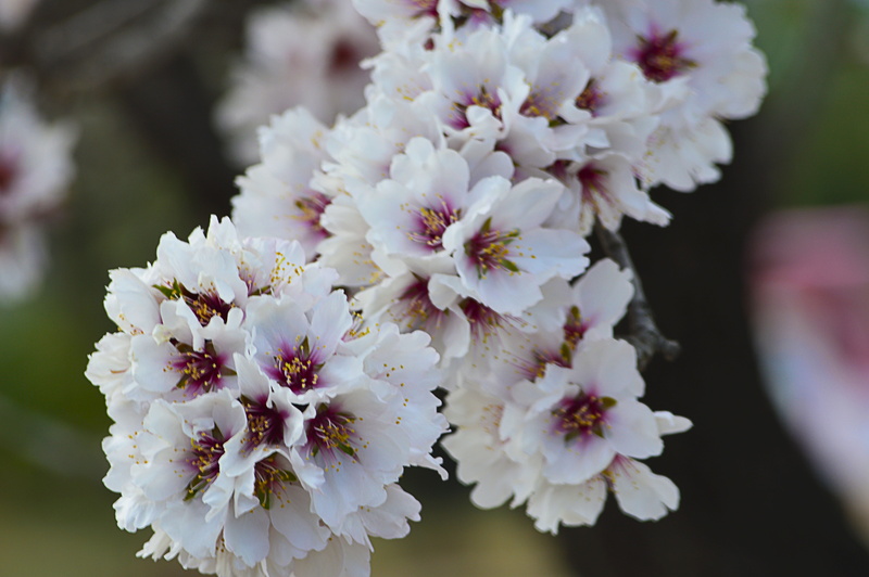 bunch of flowers, cherry tree, blossom, white color, freshness, flower, almond tree, day, spring, petal, flowering plant, nature, outdoors, pollen, no people