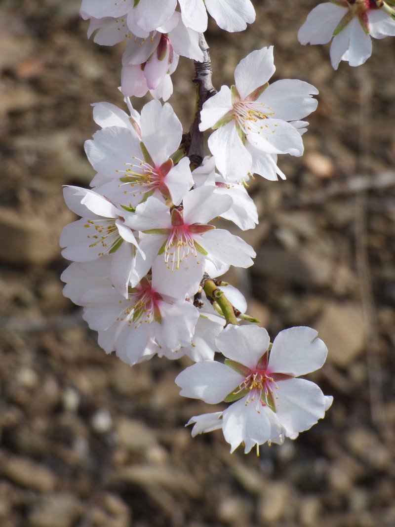 freshness, february, Flower, fragility, Almond Tree, blossom, cherry blossom, day, flowery, branch, almond flower, growth, outdoors, twig, fruit tree, flowering plant