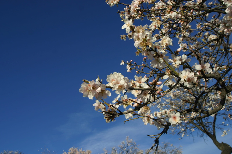 close-up, white, springtime, almond tree, outdoors, freshness, nature, tree, white flowers, clear sky, blossom, fragility, flowers white, sky, day, flowers almond tree