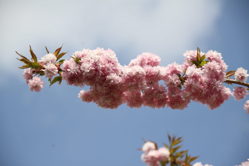 flowering plant, cherry tree, freshness, growth, close-up, flower, garden, Flowery Branch, plant, sky, vulnerability, tree, outdoors, pink color, day, flower head
