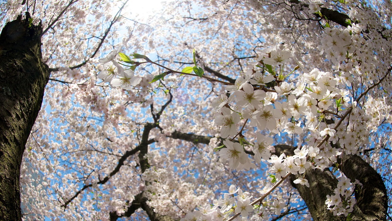 spring, no people, outdoors, beauty in nature, flowery tree, flower head, tree, freshness, vulnerability, bloom, plant, flowering plant, blossom, growth