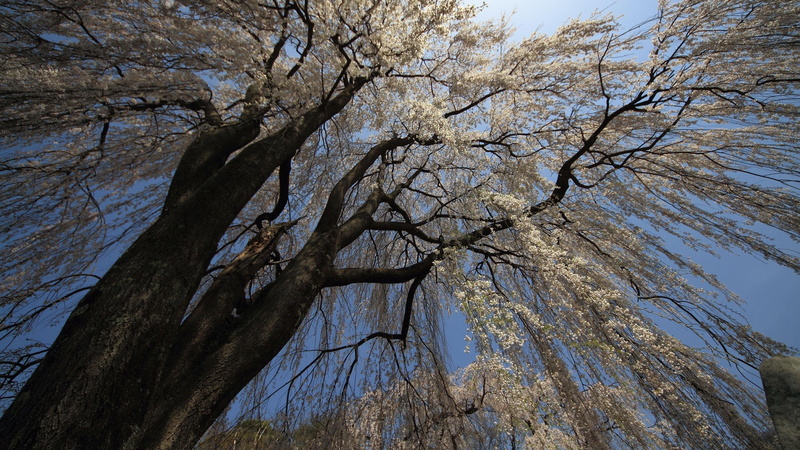 bare tree, bloomy, tree trunk, directly below, plant, willow tree, trunk, day, beauty in nature, nature, flowery, sky, tree, land, 4K, sunlight, blossom