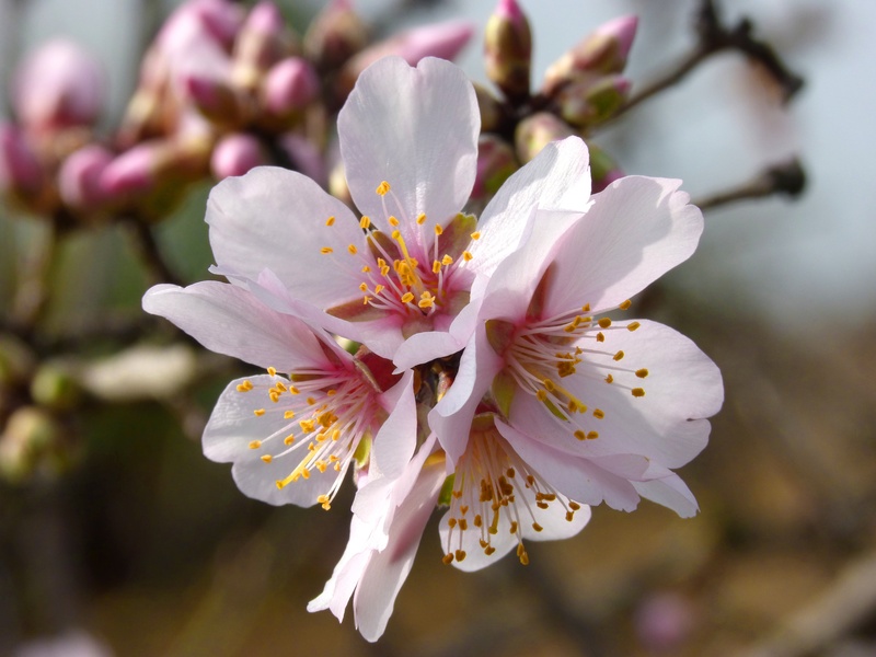 4K, petal, stamen, inflorescence, vulnerability, bunch of flowers, outdoors, flowery, nature, focus on foreground, growth, blossom, flower head, almond tree in blossom