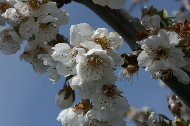 beauty in nature, close-up, inflorescence, tree, branch, almond tree, foreground, cherry tree, white, bloom, petal, almond tree nature, freshness, spring